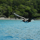 Frigatebird
