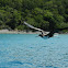 Frigatebird