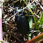Green Beetle