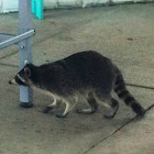 Raccoon