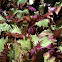 Henna Coleus
