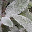 oreja de conejo
