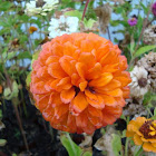 Zinia
