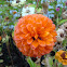 Zinia