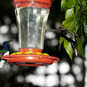 green hermit and white necked jacobin