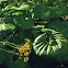 giant leopard plant