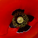 Red poppies