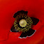 Red poppies