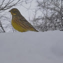 Yellowhammer