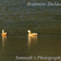 Brahminy Shelduck