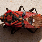 Percevejo‑do‑solo‑comum (Spilostethus pandurus)