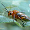 Sawfly