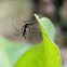 mosquito