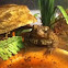 American Toad