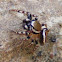Pelegrina proterva