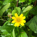 Creeping ox eye