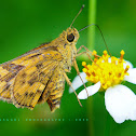 Skipper or Skipper Butterfly