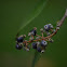Miconia fruta