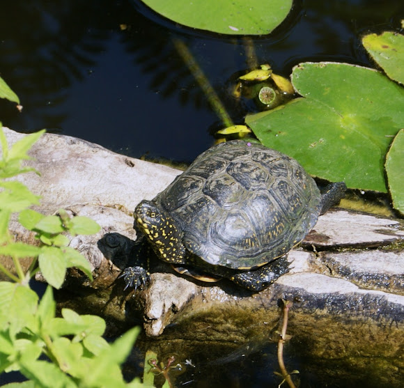 Spotting Image 1