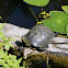 European Pond Terrapin