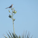 Mockingbird, Cenzontle