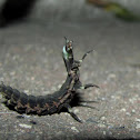 Firefly,Pirilampo