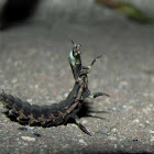 Firefly,Pirilampo