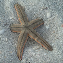 Starfish