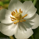 May Apple