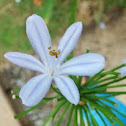 African Lily