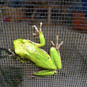 Green Tree Frog