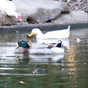 mallard