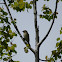 Willow Warbler?