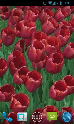 Red Tulips Live Wallpaper HD