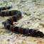 Saddled Snake-eel