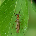 Crane fly