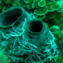 Sea cucumber