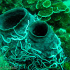 Sea cucumber