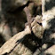 Eastern Water Dragon