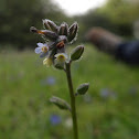 Changing Forget-me-not