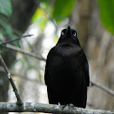 Brewer's Blackbird