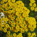 Tanacetum