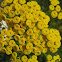Tanacetum