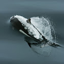 porpoise
