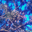 Monarch Butterfly