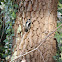 Downy Woodpecker