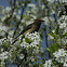 Cedar Waxwing
