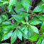 Wild Coffee