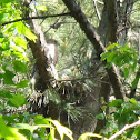 Red-shouldered Hawk