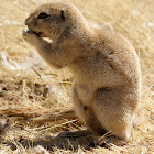 African ground squirrel